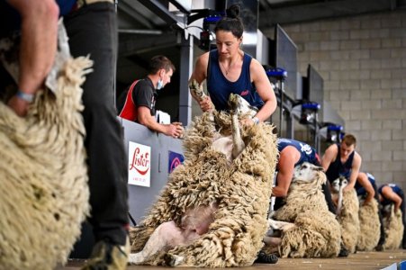 scotland sheep.jpg