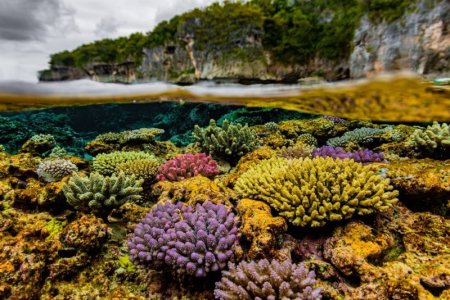 coral.jpg