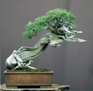 Bonsai.jpg Bonsai.jpg