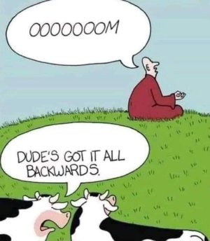 Cow ommmmm.jpg