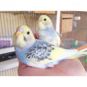 parakeetsss.jpg