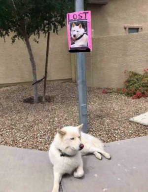 covid dog.jpg