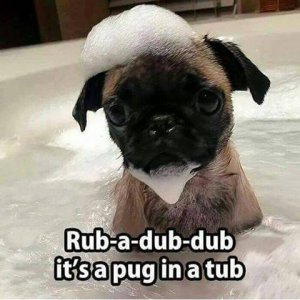 pugdog.jpg