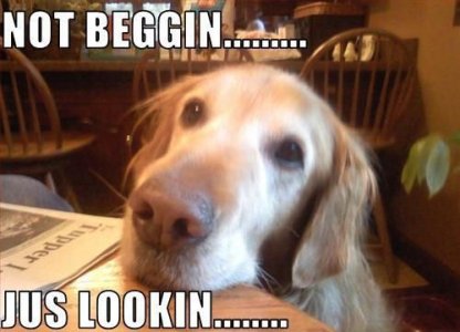 dogbeg.jpg