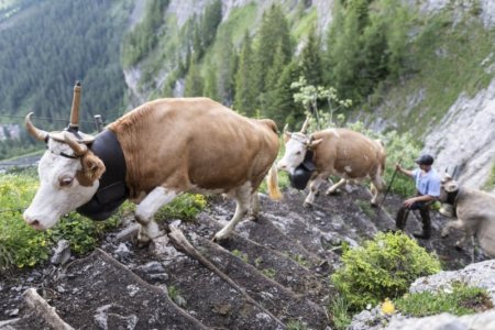 switzerland.jpg