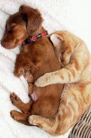 dogs01.jpg