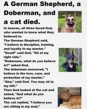 catefunny.jpg