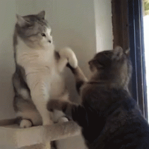 tumblr_65458677f6ad24f36d0a43eff1a9ac0f_55edd4a7_400.gif