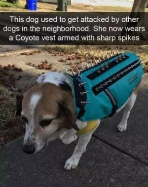 dog-used-get-attacked-by-other-dogs-neighborhood-she-now-wears-coyote-vest-armed-with-sharp-sp...jpg