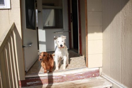 dogies.jpg