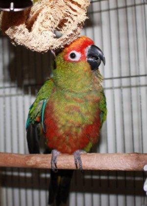 peaches0.jpg