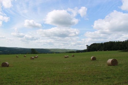 hay.jpg