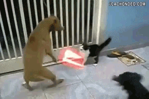 7d9f71e628cb9bf3a8e4a43bbc758fc2.gif