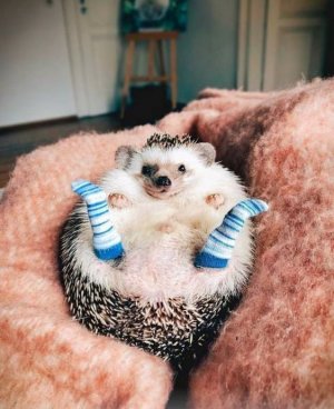 Hedge Hog & Socks.jpg Hedge Hog & Socks.jpg