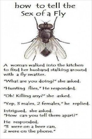 how-to-tell-the-sex-of-a-fly.jpg how-to-tell-the-sex-of-a-fly.jpg