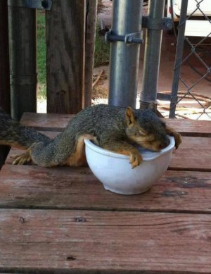squirrels01.jpg