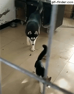 adultnode_a6ad3668b888aff9bda78a2486f45c80.gif