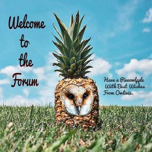 owl pineapple welcome forum 410.jpg owl pineapple welcome forum 410.jpg