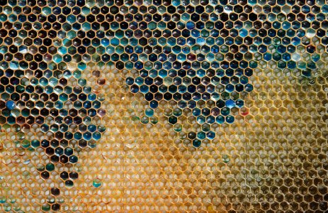 bees.jpg