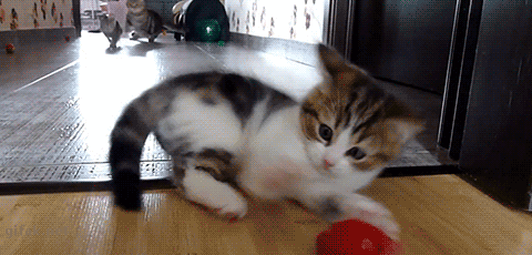 9110995269d7394183d33ba691fa2f25.gif
