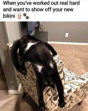 03cattitude.jpg