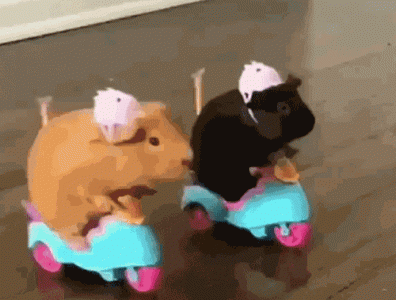 cute-gifs-of-animals-including-slight-cuteness-overload.gif