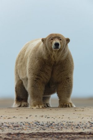 fat.jpg fat.jpg