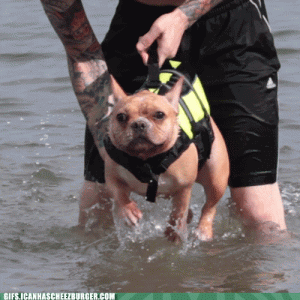 funny-dog-swimming.gif