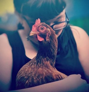 Isis cuddles chicken rszd.jpg