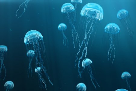 jelly.jpg