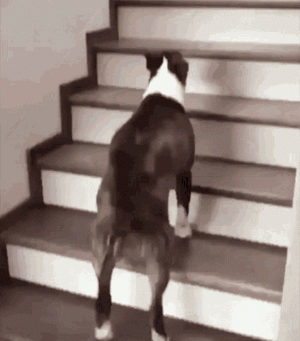 tenor (2).gif
