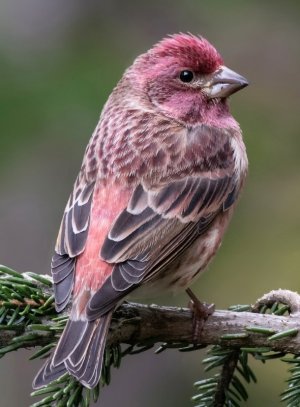 F67D263C-6082-48AB-A020-8B8AC6713B33.jpeg F67D263C-6082-48AB-A020-8B8AC6713B33.jpeg