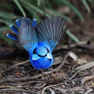fairy wren.jpg