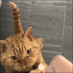 EasyPeriodicCusimanse-max-1mb.gif