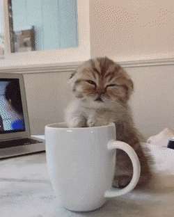 ThirstyScaryEmperorshrimp-size_restricted.gif