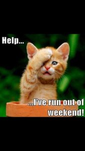 cat funnies  help ran out of monday.jpg