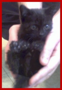 Saavkitten4.jpg