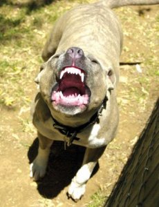 angry%20pitbull.jpg