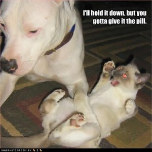 funny-dog-pictures-give-pill.jpg