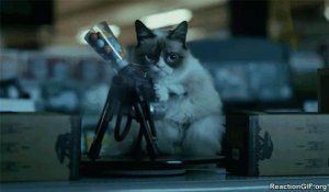 Grumpy-Grumpy-cat-Funny-Grumpy-Cat-Best-Grumpy-Cat-Grumpy-Cat-Movie-Shooting-GIF.jpg