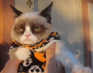 cat halloween.jpg