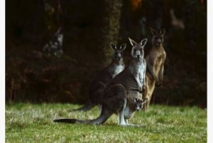 kangaroos.jpg.size.xxlarge.letterbox.jpg