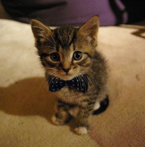 cat bowtie, cute.jpg