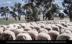 Australiana #1.JPG