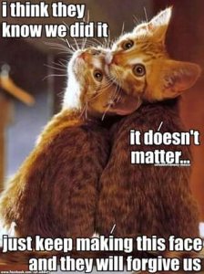 cat funnies know we did it.jpg
