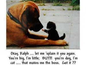 cat funnies i'm the boss.jpg