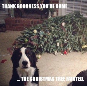 dog funnies christmas tree fainted.jpg