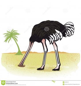 ostrich-head-sand-side-view-white-background-copy-space-31870771.jpg