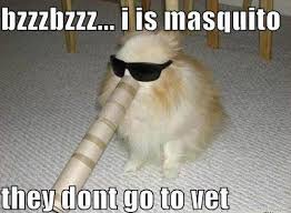 dog funnie mosquito.jpg