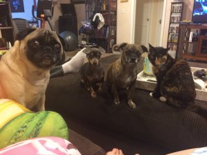 dogsWatchingCandie.jpg